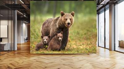 Female Eurasian brown bear and her cubs in boreal forest Wall mural