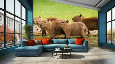 Group of baby Capybaras on a river bank Wall mural