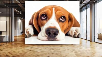 Portrait of a cute Beagle dog on a white background Wall mural