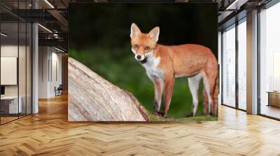 Portrait of a cute red fox cub standing on a tree in a forest Wall mural