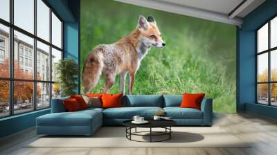 Portrait of a red fox cub standing in a meadow in spring Wall mural