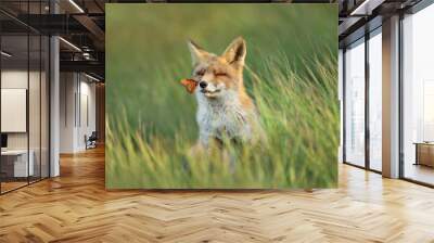 Red fox in a meadow with a butterfly sitting on a nose Wall mural