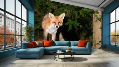 Red fox standing in a forest in autumn Wall mural