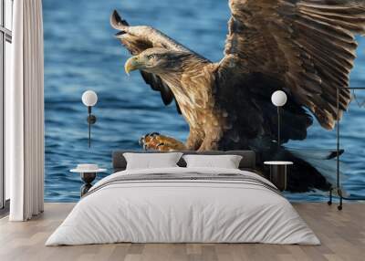 White-tailed sea Eagle in flight with the powerful claws catching a fish Wall mural