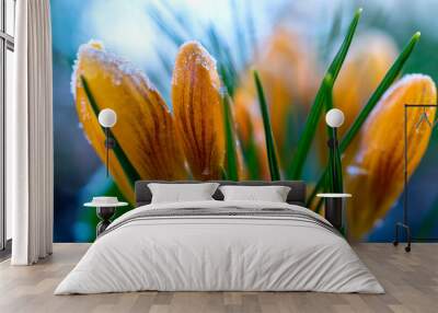 Close up of crocuses flowers grow in early spring covered with frost. Wall mural