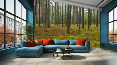 Serene Pine Forest Landscape Capturing Natural Tranquility Wall mural