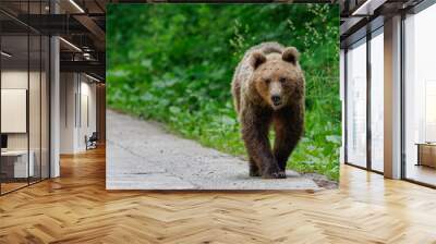 Brown bear in the forest near the road Wall mural