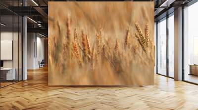 Close up of wheat ears, field of wheat in a summer day. Wall mural