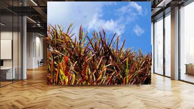 Red plant in garden and blur background over blue sky, flash condition Wall mural