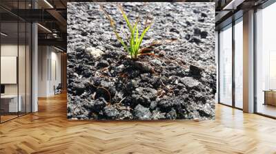 Grass on the rock, Showing there is a hope Wall mural