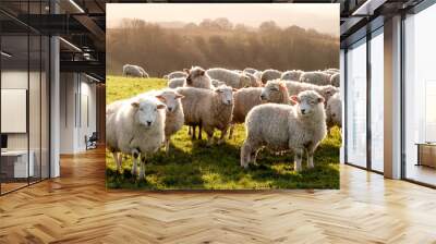 eight sheep in a row in a field looking at the camera with a flock of sheep behind, the sun is shining Wall mural