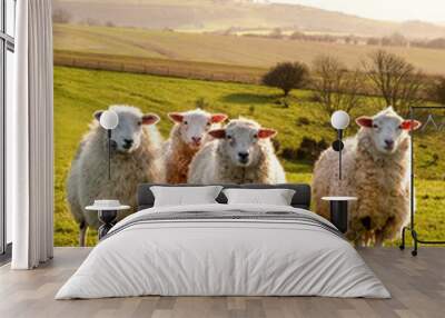 Four sheep in a row in a field looking at the camera, behind are rolling hills, the sun is shining, Sussex, England, UK,  Wall mural