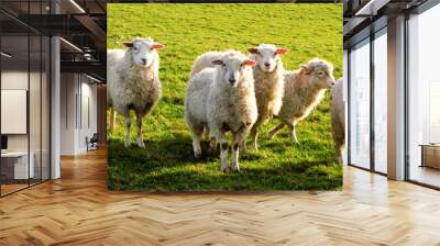 seven sheep in a row in a field looking at the camera Wall mural