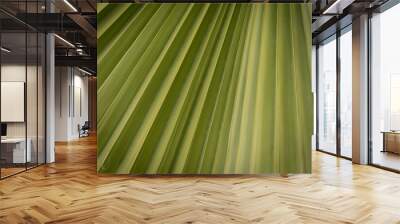 palm tree leaf Wall mural