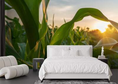 corn and sun close up Wall mural