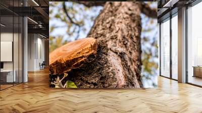 sawn branch on a tree close-up Wall mural