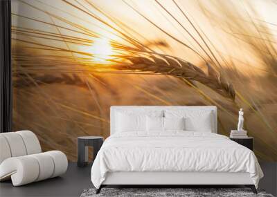 spike of wheat at sunset Wall mural