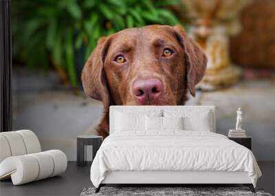 Young labrador portrait with guilty, cute face Wall mural