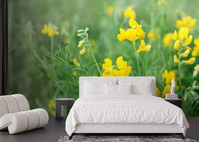 Blooming yellow Lathyrus pratensis wildflower among green grass in summer field Wall mural