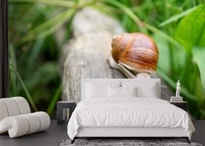 Small snail with antennae crawling on wooden log among green grass Wall mural