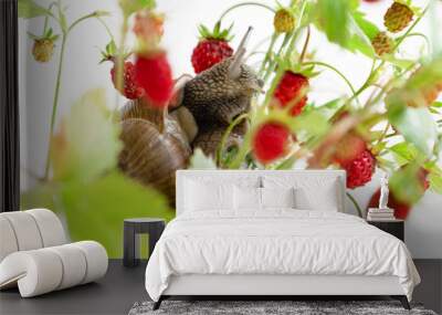 snail creeping on wild strawberry twigs with red ripe berries Wall mural