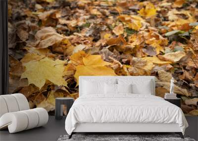 Two fallen yellow maple leaves on dries leaves background Wall mural