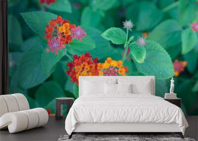 Orange and Red Flower Lantana Camara: Beautiful Flowering Plant Wall mural