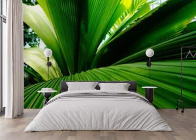 palm tree leaves Wall mural