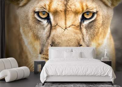 Super close-up portrait of a lion looking at the camera, only the face appears. Wall mural