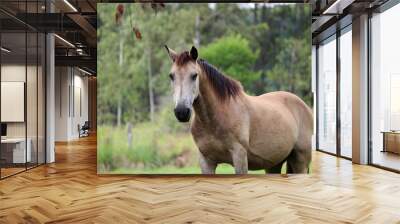 horse in the field - 2 Wall mural