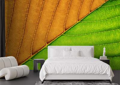 Macro of green leaf. Wall mural