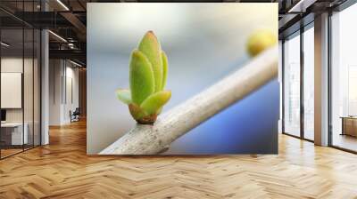 Spring bud Wall mural