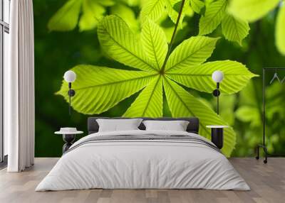 Spring leaf Wall mural