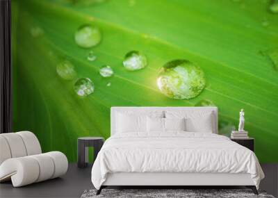 Water droplets on green leaves in the sunlight Wall mural