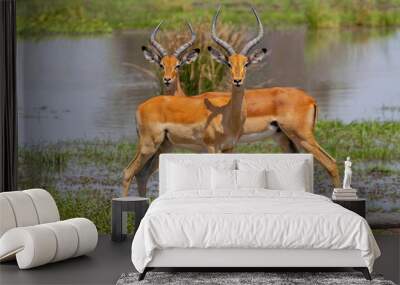 Close view of a two male impalas (Aepyceros melampus) with characteristic lyre shaped horns, Moremi National Reserve, Okavango Delta, Botswana, Africa. Wall mural