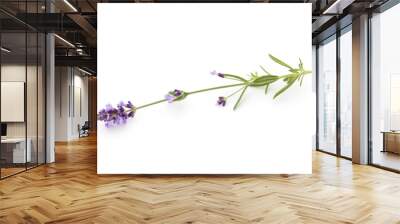 Lavender flowers. Wall mural