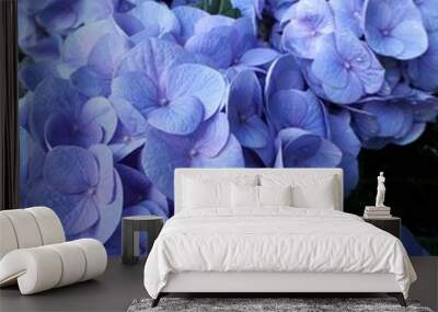 Blue and purple hyndrangea in bloom Wall mural