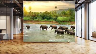 Elephants in river Wall mural