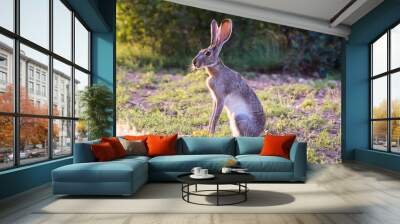 Jack Rabbit Wall mural