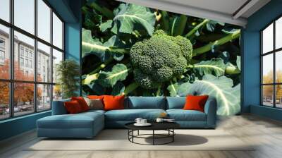 Fresh broccoli on a green background. Broccoli growing in the field is waiting to be harvested. Wall mural