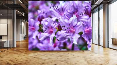 Beautiful, blooming purple azalea spring flowers in a garden in Poland. Wall mural