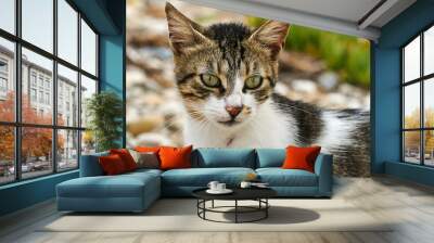 gray and white young European cat in Greece. Wall mural