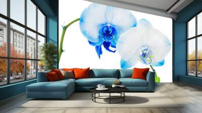 Real blue orchid arrangement centerpiece isolated on white backg Wall mural