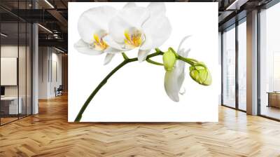 Three day old white orchid isolated on white background. Wall mural