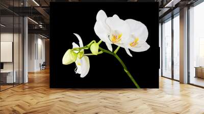 Three day old white orchid on black background. Wall mural