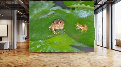 A frog sits on a water lily leaf Wall mural