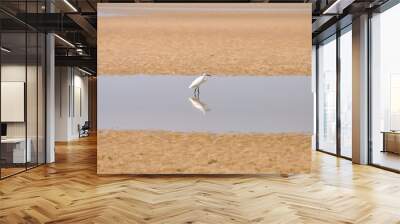 Ardea alba or Great Egret fishes in the shallows. White egret on the ocean shore in Thailand. Beautiful white bird on the sand. Wall mural