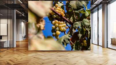 Grapes in the courtyard of the house at the end of the season Wall mural