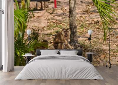 Macaques on the street of Thailand. Photo of monkeys Wall mural