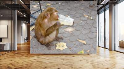 Macaques on the street of Thailand. Photo of monkeys Wall mural